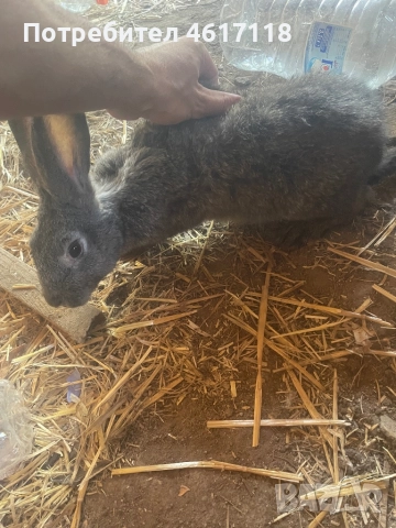 Мъжки зайци на 6 месеца , снимка 2 - Други животни - 52977685