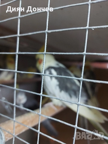 продавам корели , снимка 3 - Папагали - 52263263