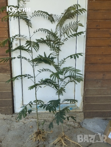 Албиция фиданки, снимка 16 - Градински цветя и растения - 51598316