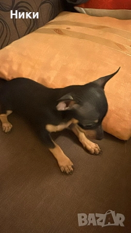 Мини пинчер