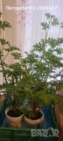 Индрише, много ароматно, разклонено, снимка 11 - Градински цветя и растения - 45320151