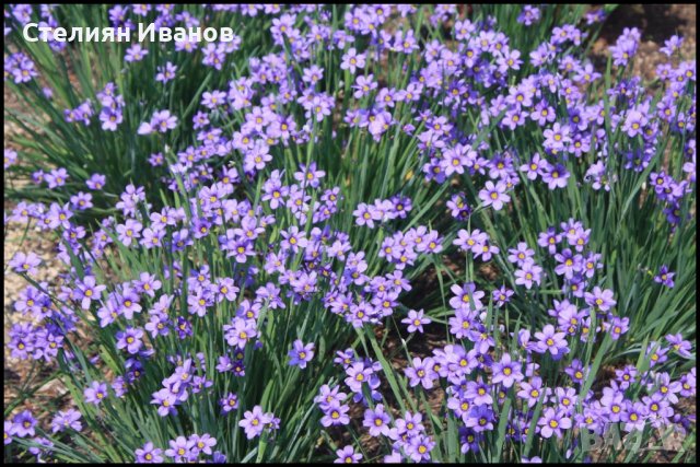 Сисиринхиум, синеока трева (Sisyrinchium angustifolium), снимка 2 - Градински цветя и растения - 40472603