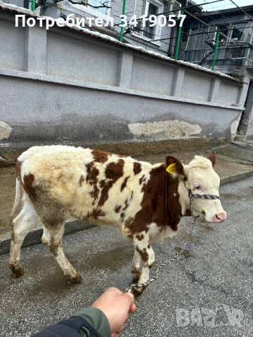 Женско теле млечен симентал на 8 месеца