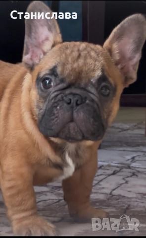 Френски булдог