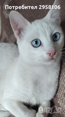 бяло мъжко коте, сини очи, 5 мес., снимка 4 - Британска късокосместа - 53197414