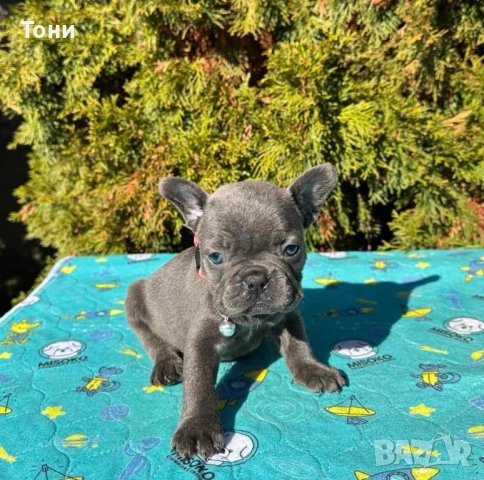 Френски Булдог French Bulldog Blue, снимка 3 - Френски булдог - 52380915