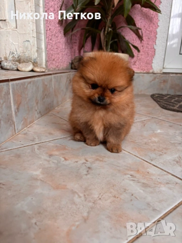 Померан мини, снимка 5 - Померан - 53099602