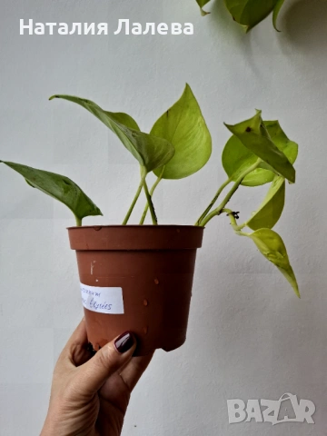 Епипремнум Epipremnum Champs Élysées, снимка 3 - Стайни растения - 53294649