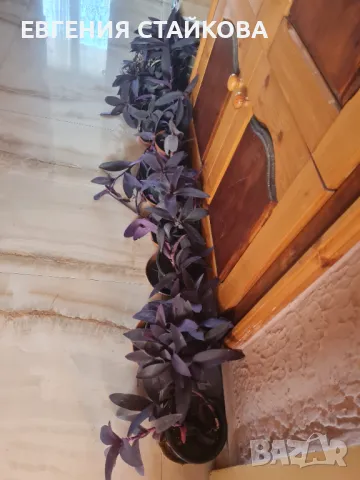 Традeсканция "Лилаво сърце" или "Лилава кралица" - всички по 12 лв.