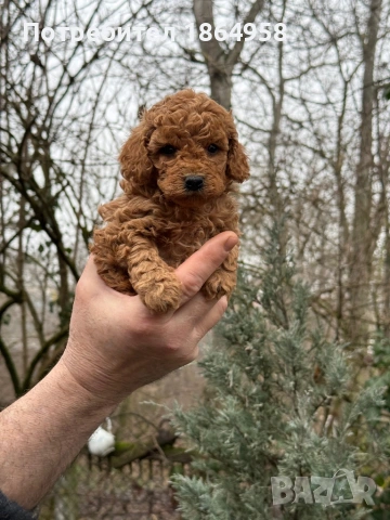 СУПЕР МИНИ ТОЙ ПУДЕЛ Доставка, снимка 4 - Пудели - 53514145