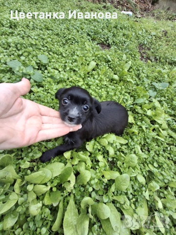  Кученце, снимка 3 - Болонка - 52857089