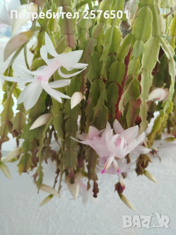 Продавам луковици от пролетни цветя - лалета, нарциси, зюмбюли.....