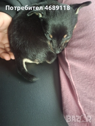 Продават се , снимка 4 - Пинчер - 52866050