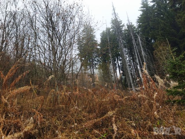 Продава парцел в к.к. Пампорово , снимка 9 - Парцели - 34851745