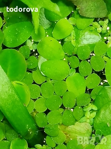 Аквариумни растения , снимка 2 - Аквариуми - 50966304