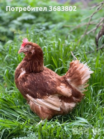 Носачки кокошки за яйца , снимка 2 - Кокошки и пуйки - 51591722