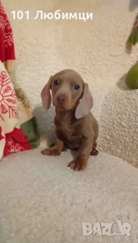 Мини Дакел Изабела