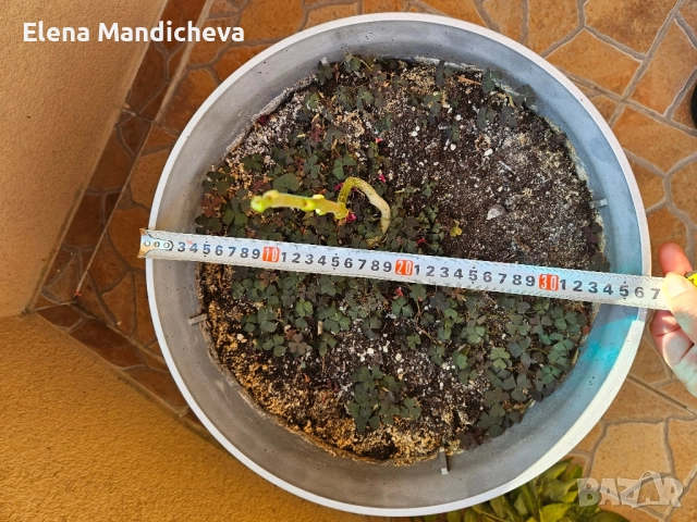 голяма Кашпа саксия за цветя растения на колелца за балкон тераса мобилна лесно преносима, снимка 4 - Декорация за дома - 52060863