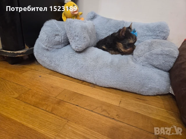 йоркширски териер, снимка 1