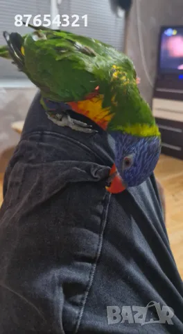 Многоцветно Лори, снимка 4 - Папагали - 49327220