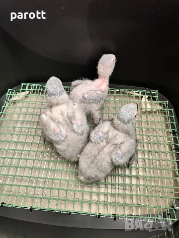 Ръчно хранени папагали Жако, снимка 7 - Папагали - 53004858