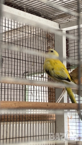 Продавам пойни папагали, снимка 1