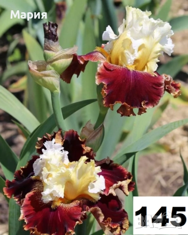 Сортови вискоки ириси /брадати ириси, снимка 12 - Градински цветя и растения - 51458720