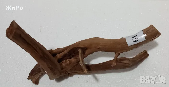 Корен от Азалия /декорация/ 49, снимка 2 - Други - 49874797