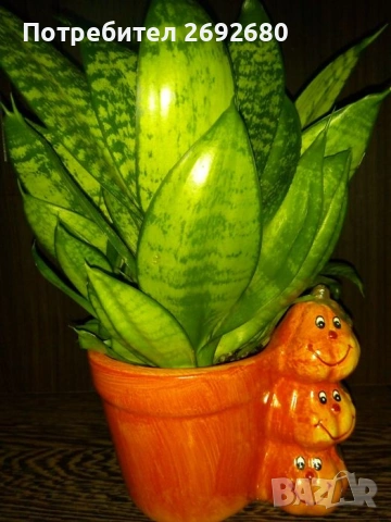 Бамбук 4бр. в бяла керамична саксия/80см.,сенсевиера-35см., снимка 10 - Стайни растения - 51863865