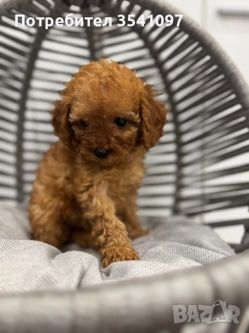 Той Пудел , снимка 2 - Пудели - 52907048