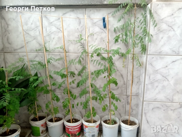 Цезалпиния - 80-90 см., снимка 2 - Градински цветя и растения - 51003163