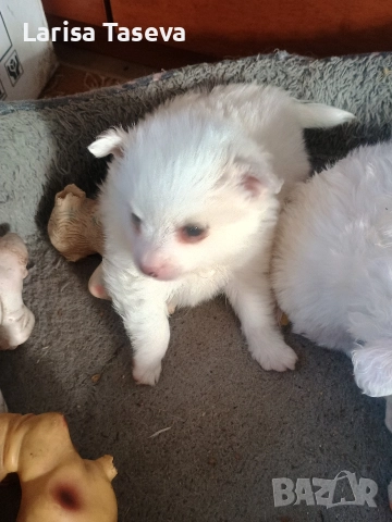 продавам малки померани, снимка 2 - Померан - 52990601