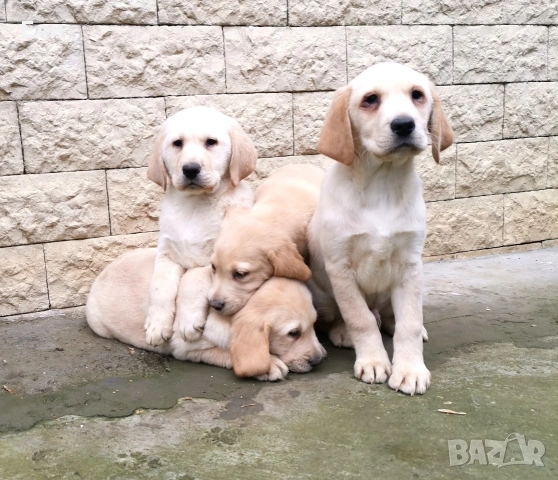 Лабрадор ретривър 