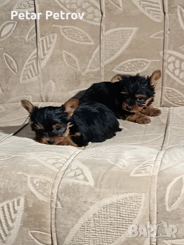 Йоркширски териер , снимка 3 - Йоркширски териер - 52983966