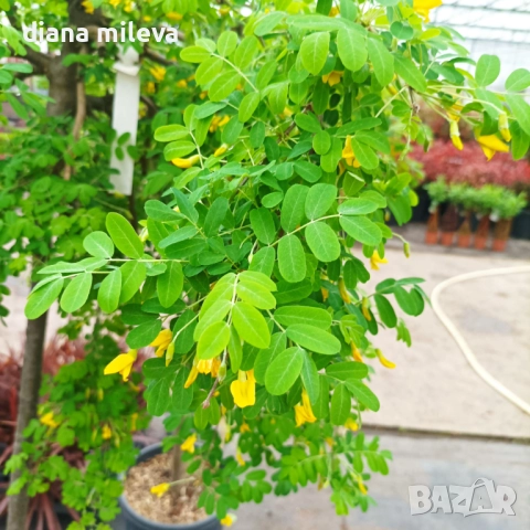 Карагана плачеща, Caragana arborescens pendula, снимка 2 - Градински цветя и растения - 52922912