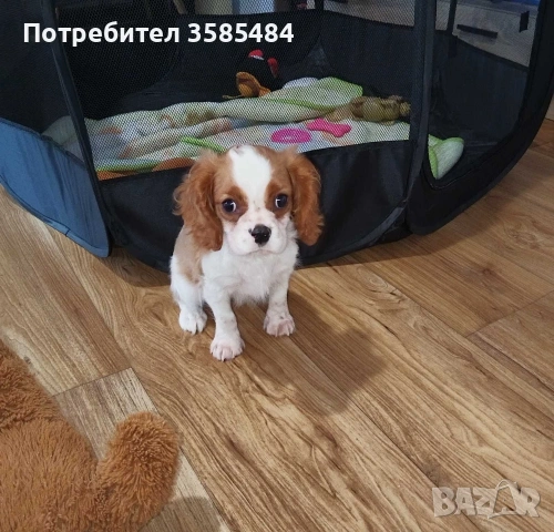 Кавалер Кинг Чарлз шпаньол момченце , снимка 7 - Кавалер кинг чарлз шпаньол - 53365017