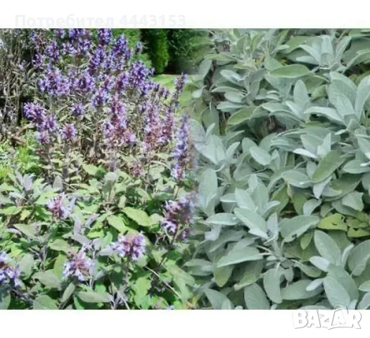 Салвия (градински чай) разсад , снимка 1