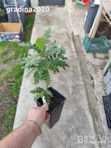 Дъб - Обикновен, снимка 5 - Разсади - 51077307