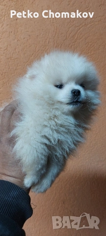 померан, снимка 5 - Померан - 53143079