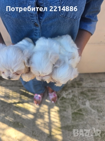 Малтийска болонка , снимка 17 - Болонка - 36473959