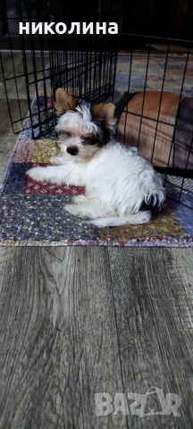 Продавам Йоркширски териер , снимка 6 - Йоркширски териер - 53016088