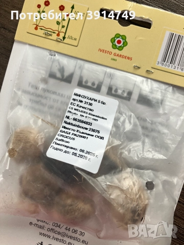 Едри, силни луковици Шафран, за есенно засаждане 5 бр пакет, снимка 3 - Сортови семена и луковици - 51856440