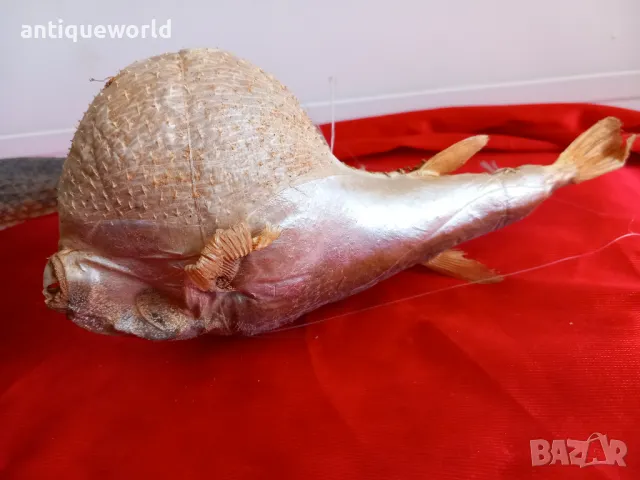 Препарирани Екзотични Океански РИБИ , Риба, снимка 4 - Антикварни и старинни предмети - 49855437