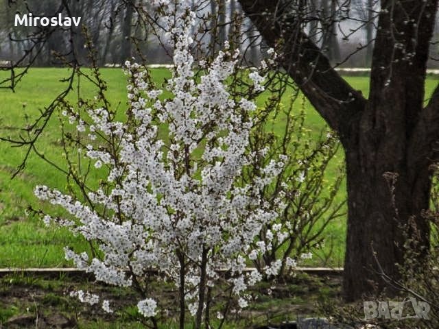Японска Вишна-(Prunus Alba Plena), снимка 3 - Градински цветя и растения - 40121338
