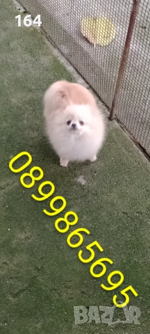 Мини Померан. Миниатюрно момиче