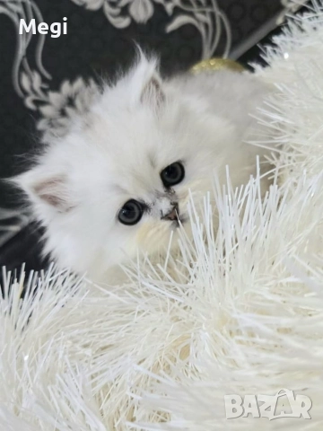 Персийска сребърна чинчила котенца 