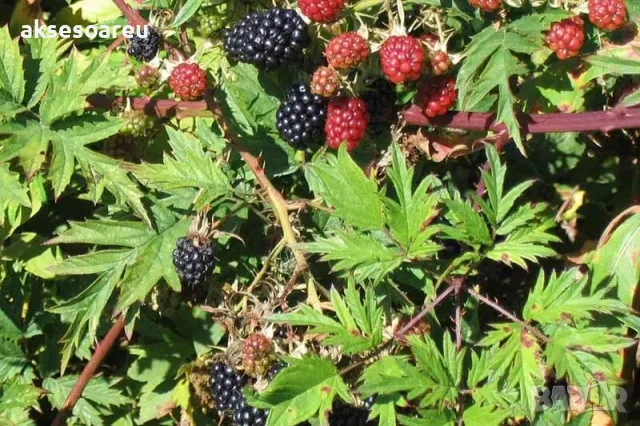 100 бр Висококачествени нови органични плодови семена от хранителна Къпина къпини антиоксидант , снимка 8 - Сортови семена и луковици - 49258332