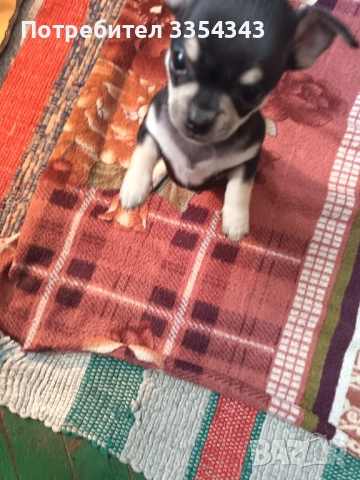 Чихо пинчери родени са 23.11.25