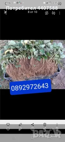 Расзад ягоди и малини , снимка 7 - Разсади - 49392303