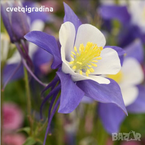 Aquilegia Spring Magic (Аквилегиа Пролетна магия), снимка 2 - Градински цветя и растения - 43745822